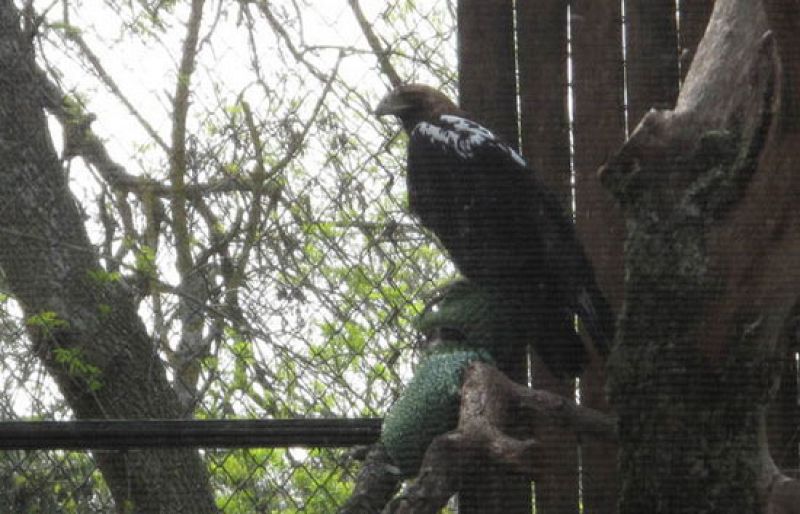 Águilas imperiales ibéricas en un zoológico, por primera vez en la historia