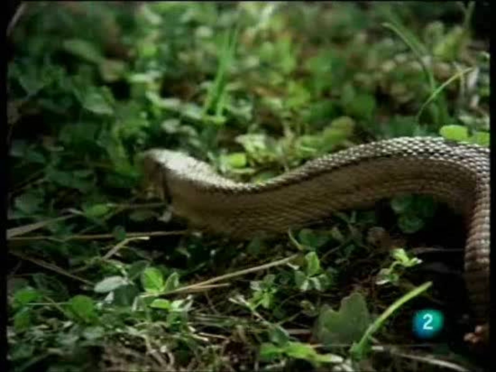 El hombre y la tierra - El turón contra la serpiente escalera