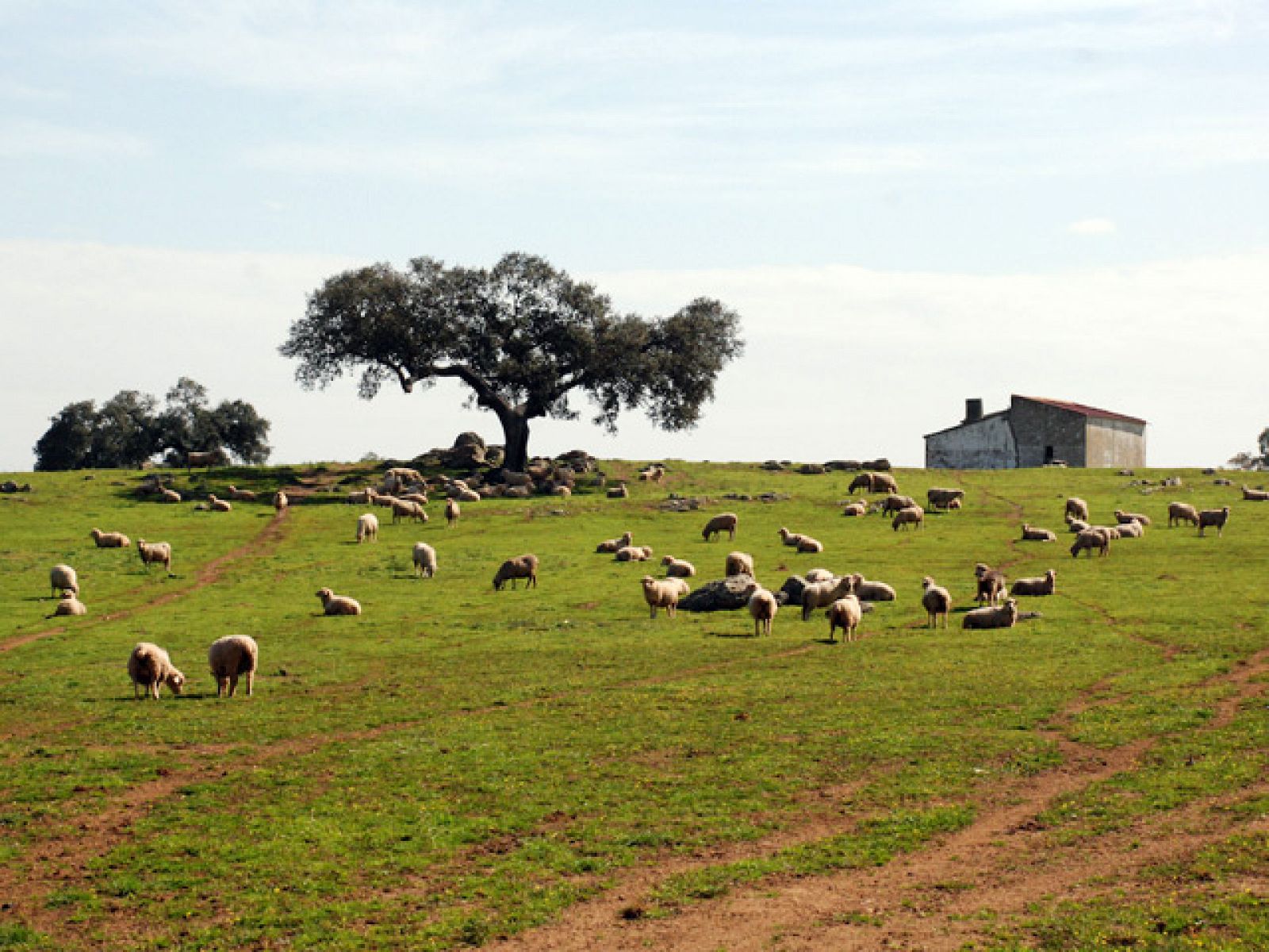 El escarabajo verde - La agonía de la dehesa