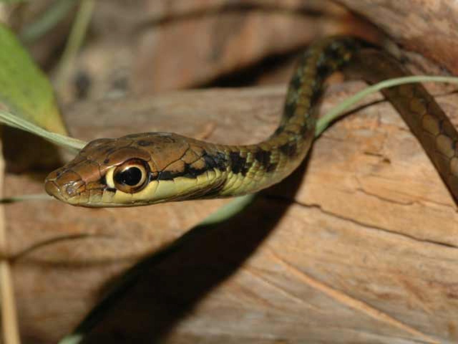 Una serpiente de Borneo devorando a una presa