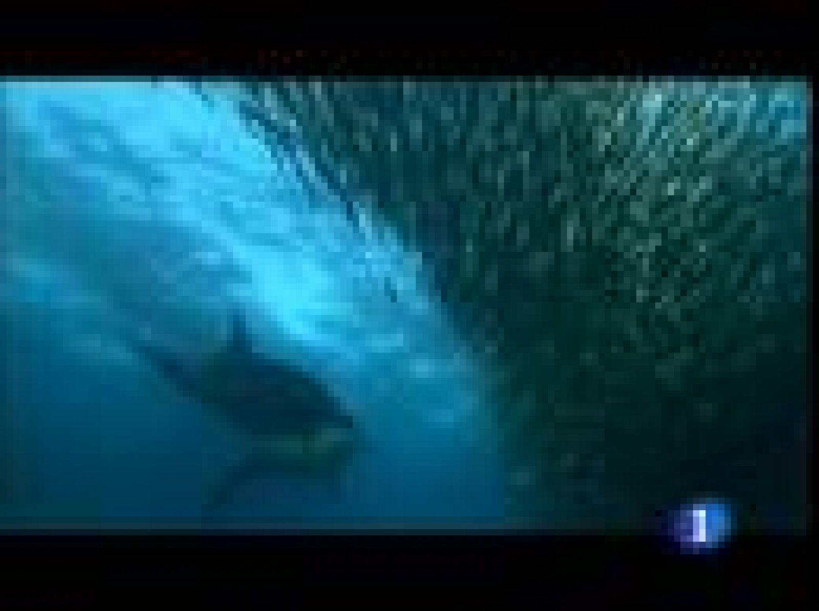 "Océanos" el documental más caro de la historia llega mañana a las salas | Ver