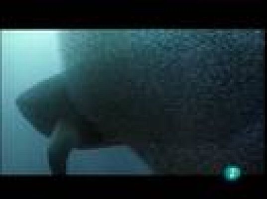 Días de cine - 'Océanos'