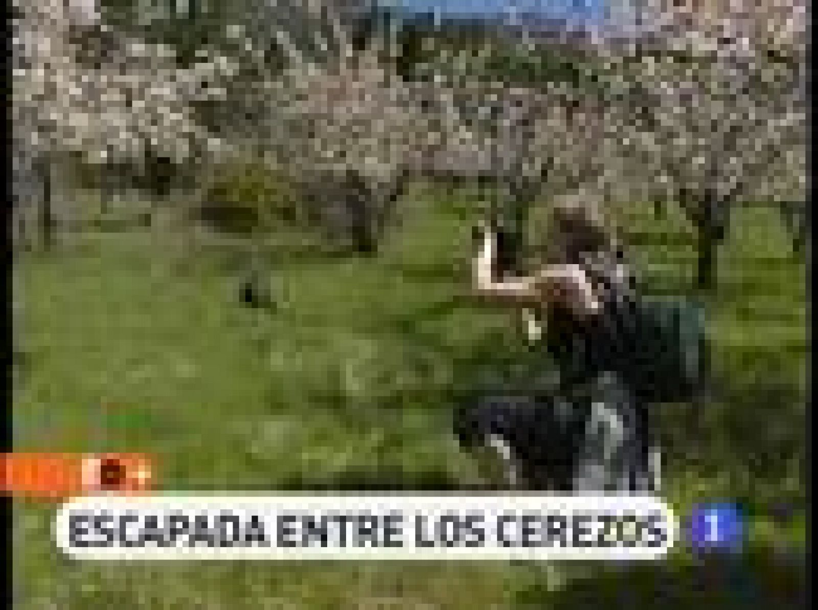 España Directo: Y el cerezo floreció | RTVE Play