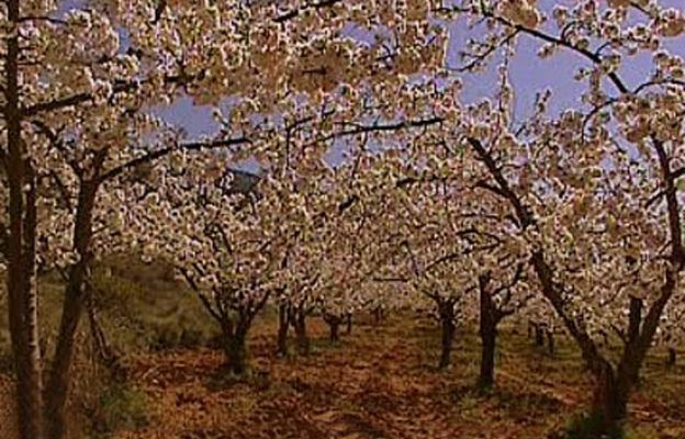 España Directo - Y el cerezo floreció