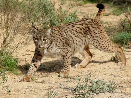 Biodiario - Muerte de linces en las carreteras