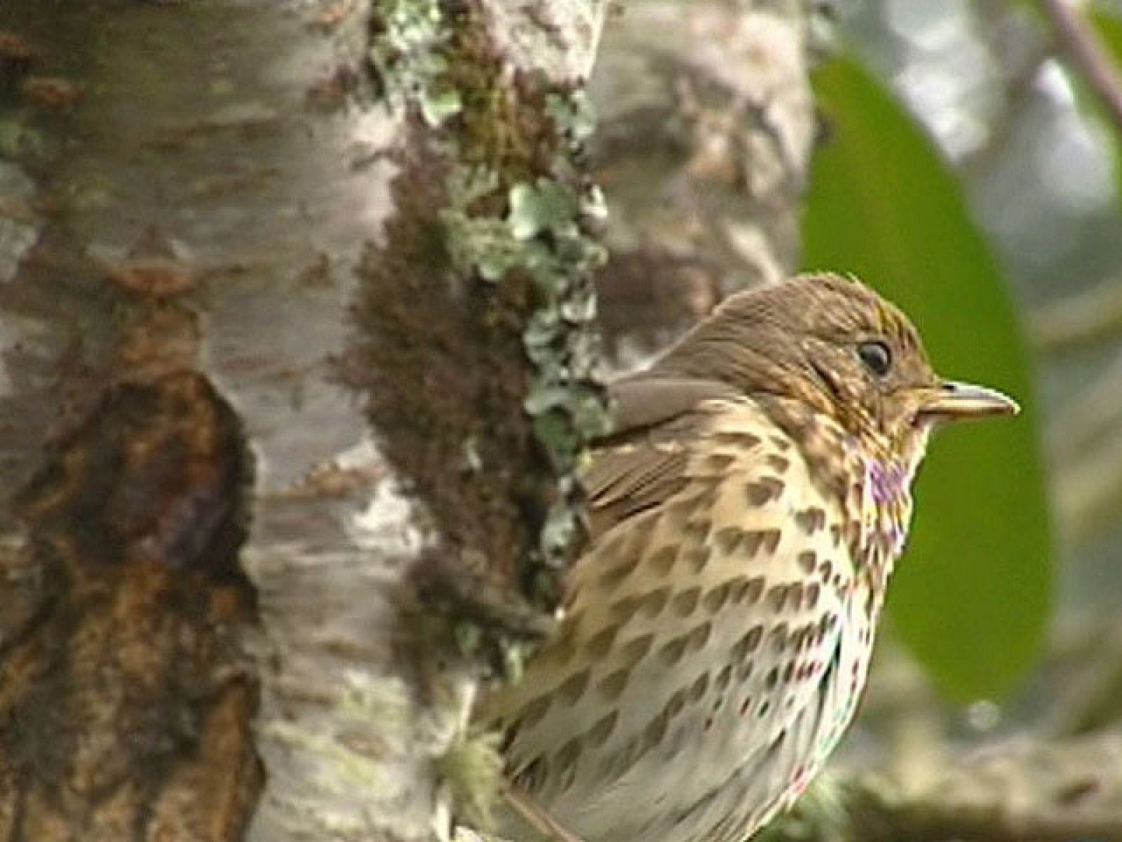 Nos hemos preguntado a qué suenan los bosques - Ciencia y tecnología en Rtve.es | Ver