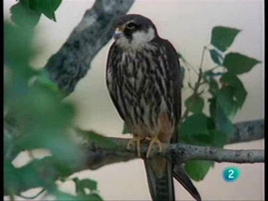 El hombre y la Tierra - La cría del alcotán