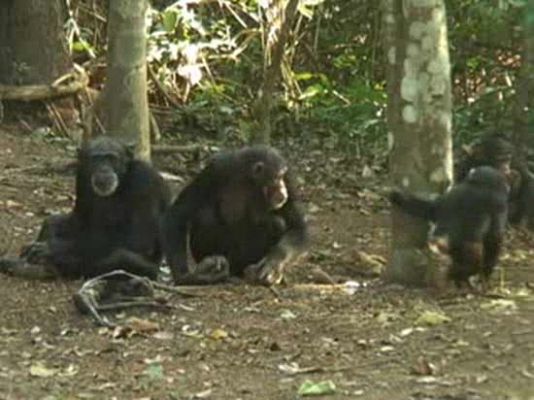 Los chimpancés lloran la muerte...