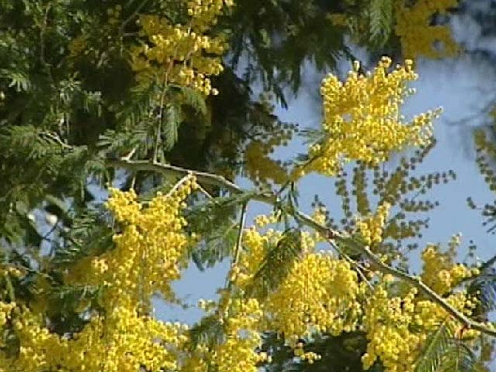 Esta primavera será especialmente insufrible para los alérgicos | Ver