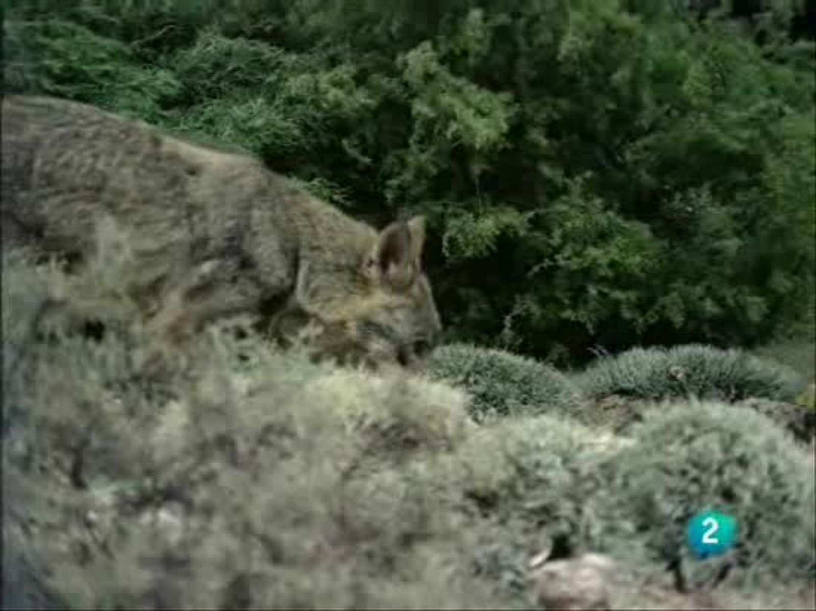 El hombre y la tierra - La dulzura de una madre con sus cachorros