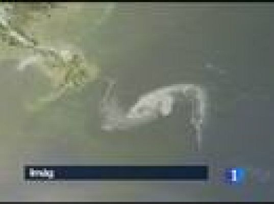  - La marea negra va hacia Luisiana