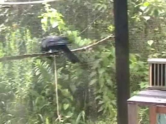 Los cuervos resuelven problemas