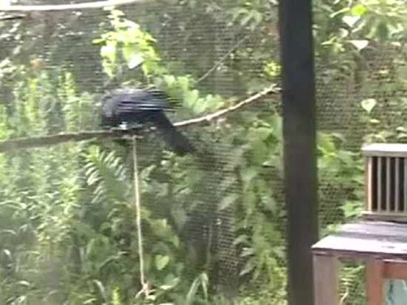  Un equipo de la Universidad de Auckland en Nueva Zelanda ha puesto a prueba a unos cuantos de estos animales con auténticas circuitos de habilidad que han superado con soltura. Uno de estos circuitos consistía en lo siguiente. El cuervo debía conseg