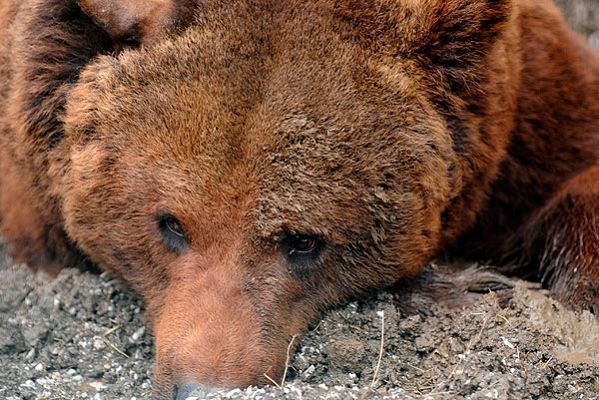  - Los osos ocultos del Val D'Arán