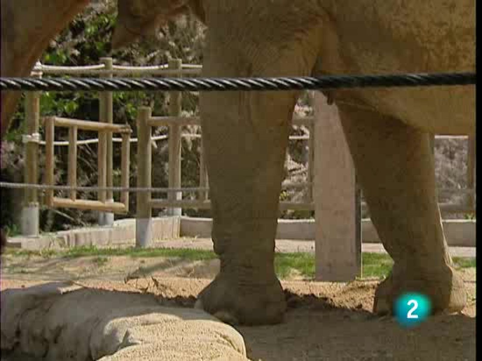 El peor enemigo de los elefantes son las avispas y abejas | Ver