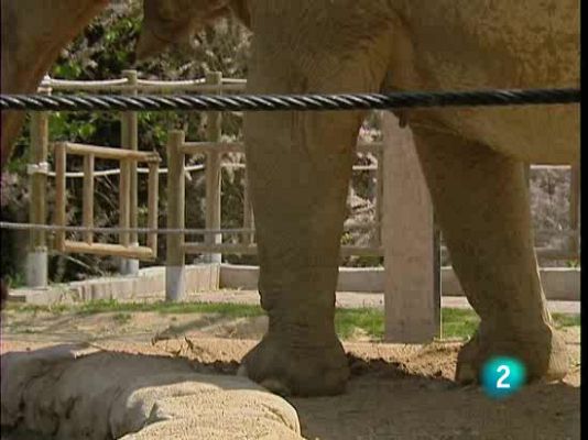 La 2 Noticias - Elefantes tienen miedo de abejas