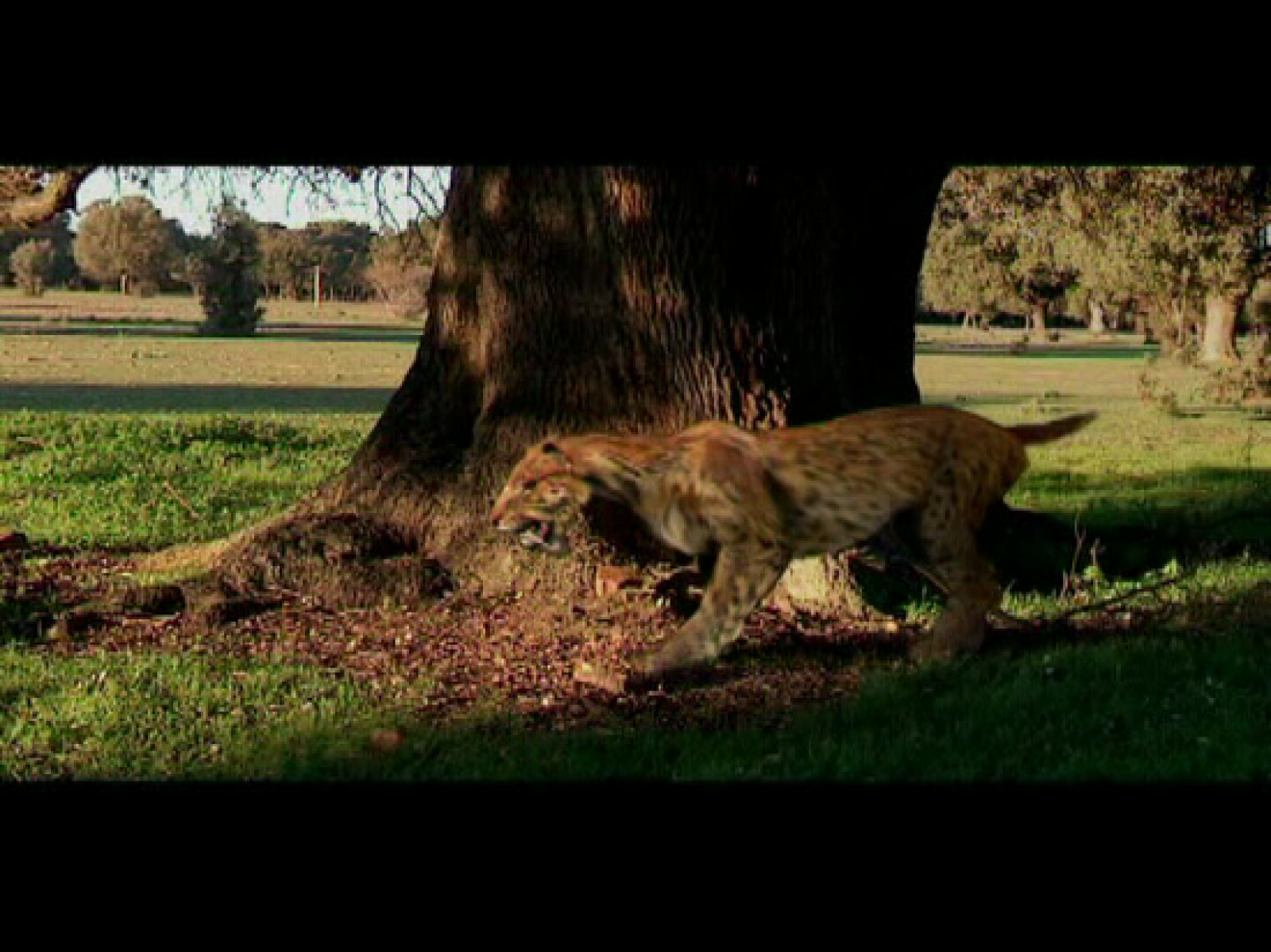 El Megantereon desapareció hace 0,3 millones de años. Esta es la reconstrucción del paleoartista Mauricio Antón.