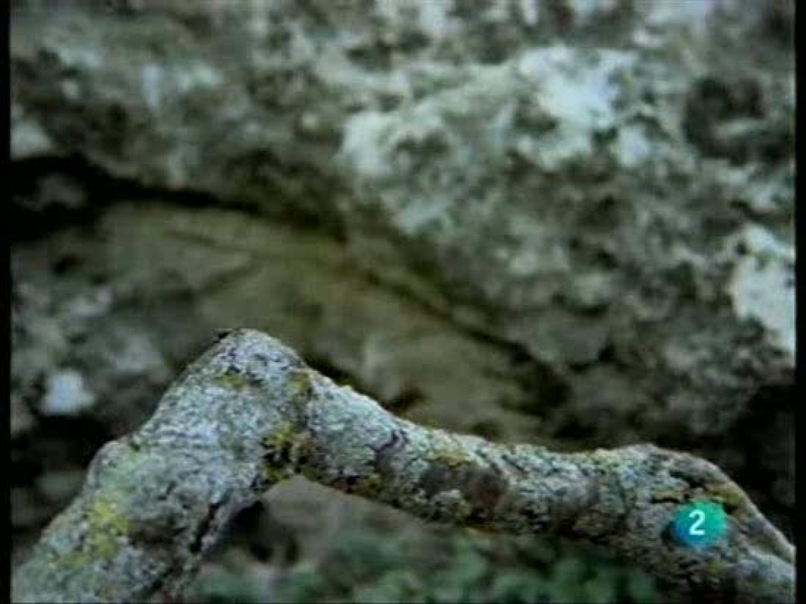 El engaño del torcecuello al hurón