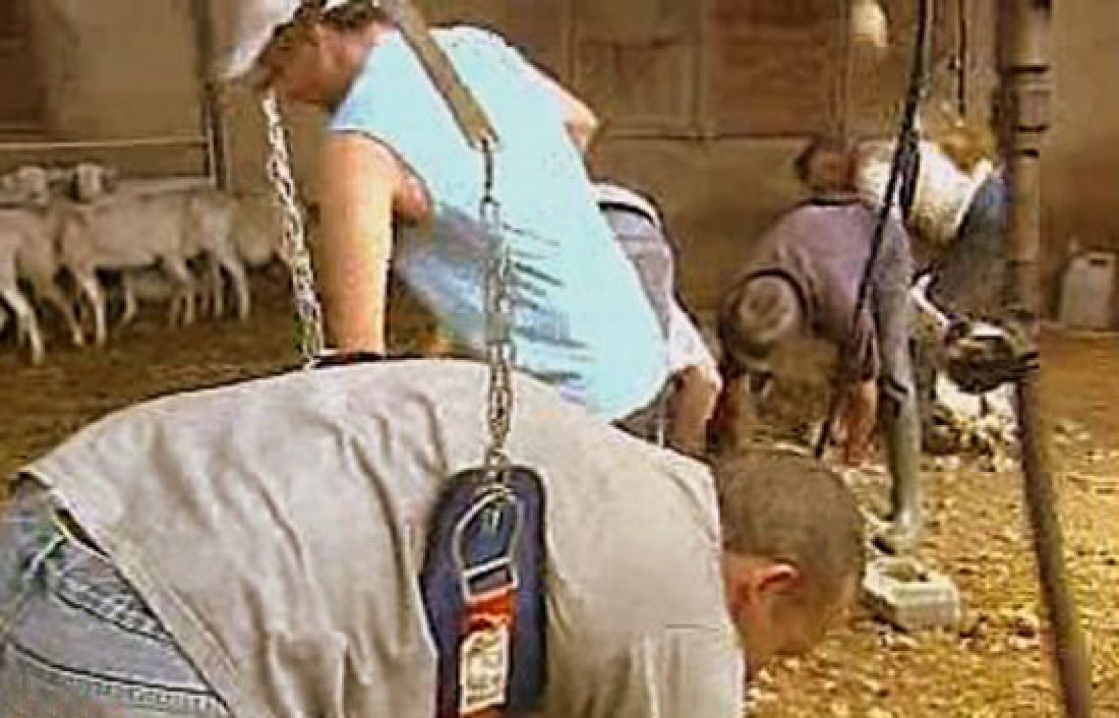 España Directo - Los más veloces esquiladores | Ver