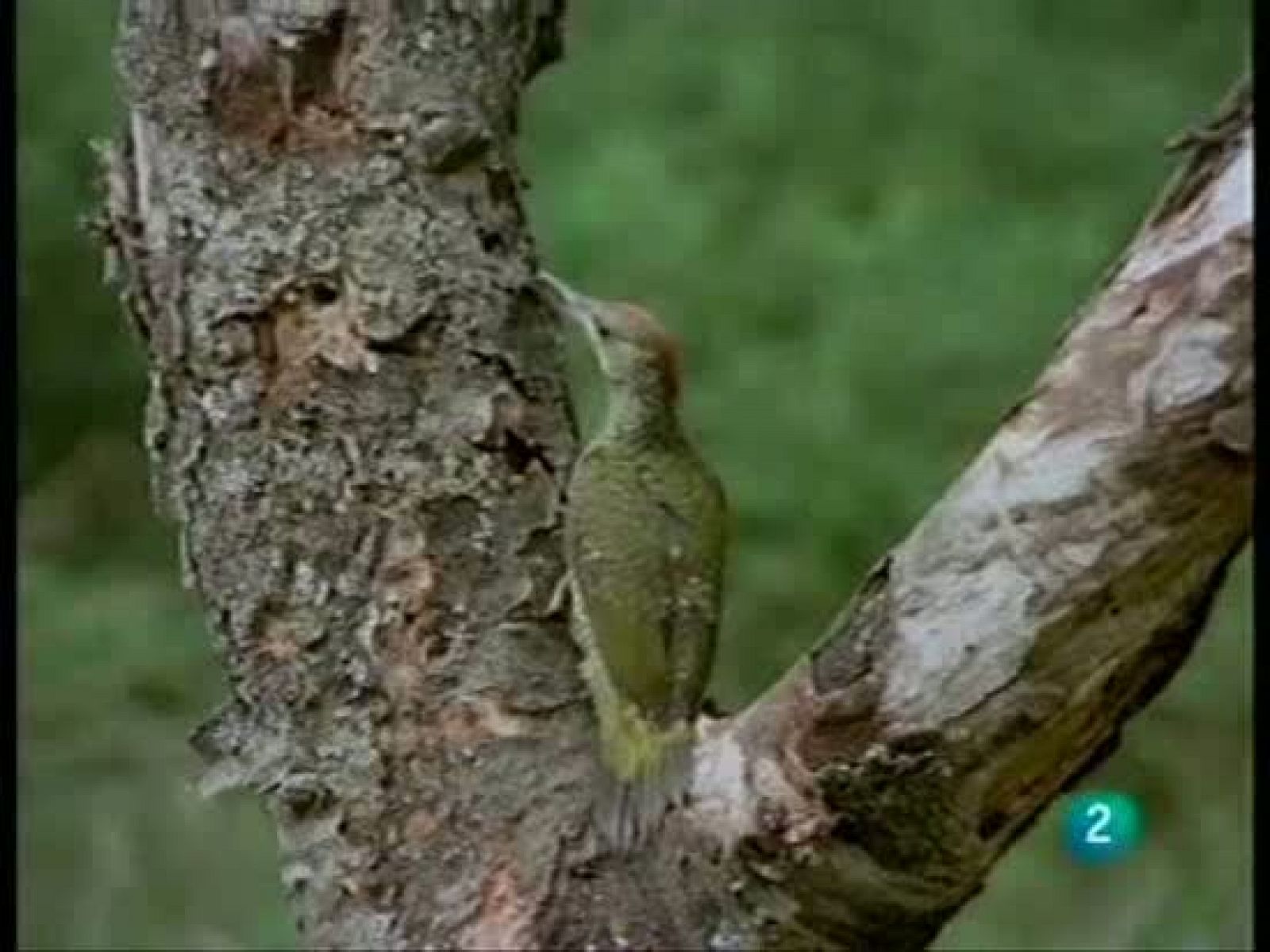 El hombre y la tierra - El 'hormigueo' del pájaro picapinos