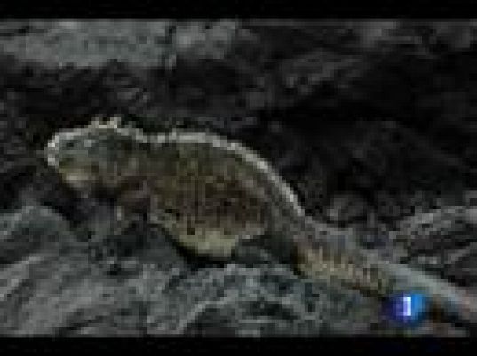  - El lagarto víctima del clima