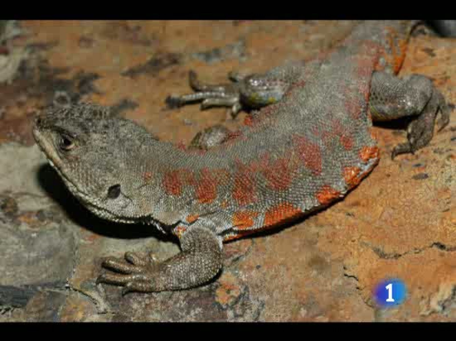 La causa: el calentamiento global.