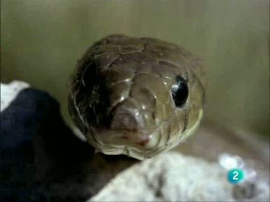 El hombre y la Tierra - El festín del águila culebrera