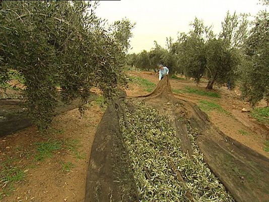 Reporteros del Telediario - Menos trabajo para inmigrantes