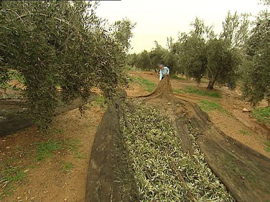 Reporteros del Telediario - Menos trabajo para inmigrantes