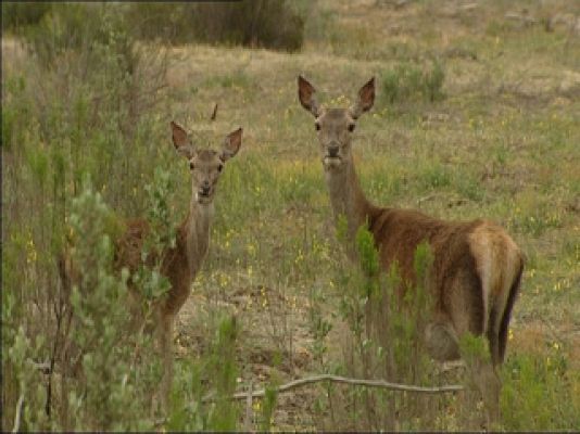 Asedio a Doñana