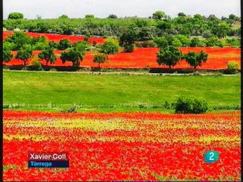 El Temps (18/05/2010) 