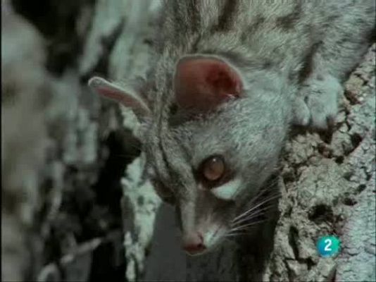 El hombre y la Tierra - Defensa de la ardilla contra gineta