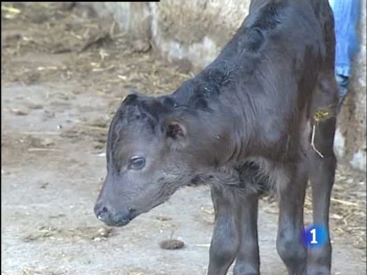 Primer toro bravo clonado en España