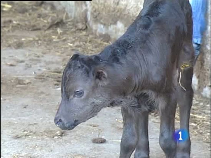 Got ,el primer toro bravo clonado en España. - Ciencia y tecnología en Rtve.es | Ver