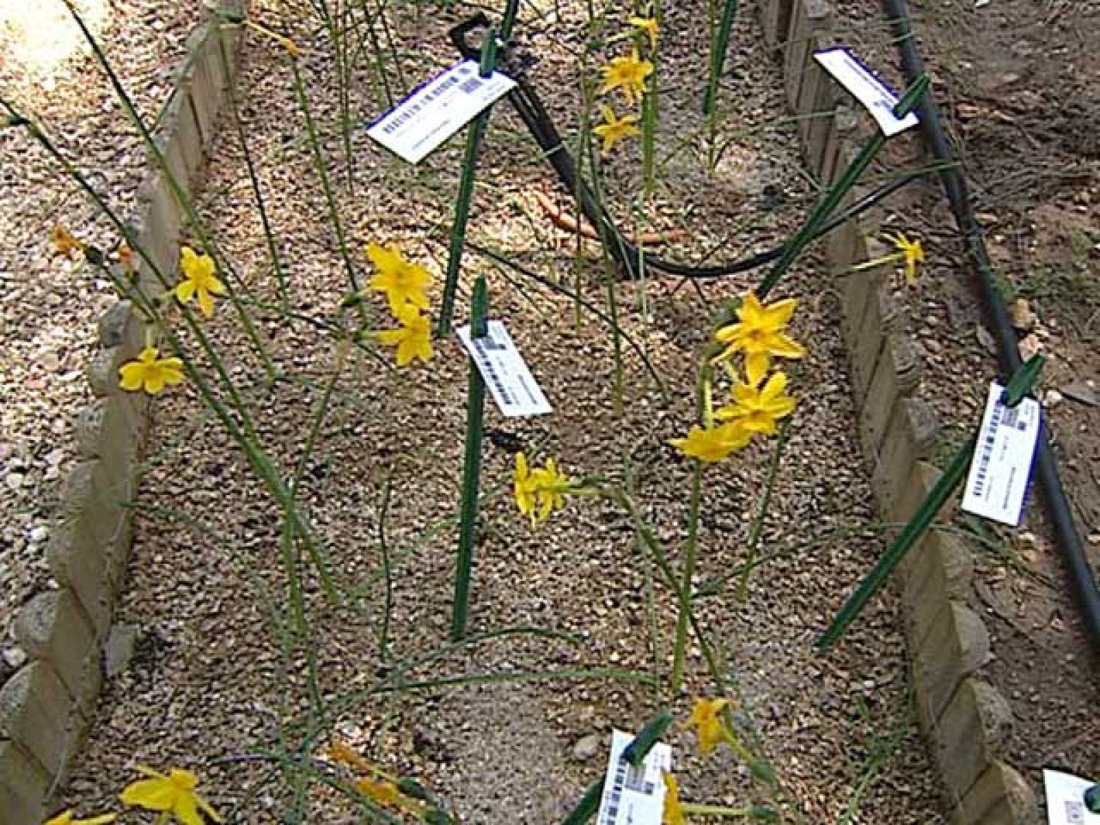 En los útimos 100 años se extinguen en España 17 especies animales y 24 vegetales - Ciencia y tecnología en Rtve.es | Ver