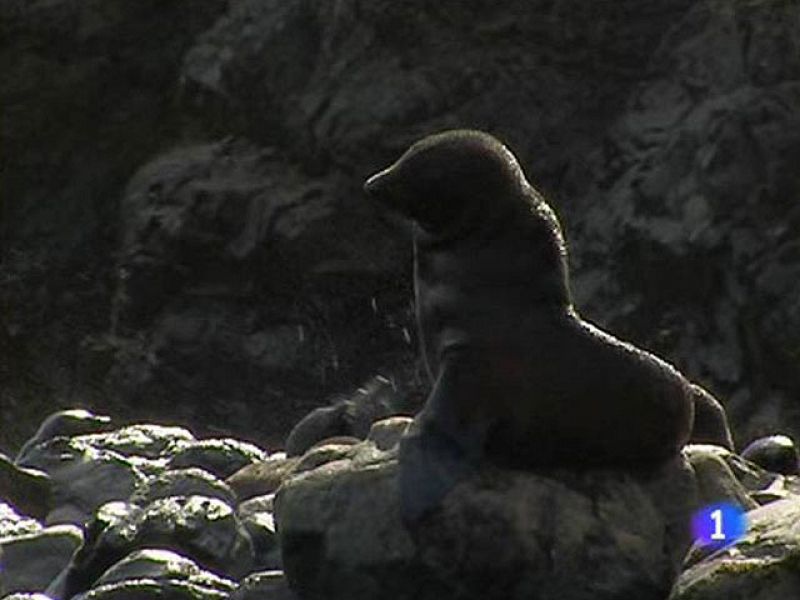 Osos marinos en el Día de la Biodiversidad