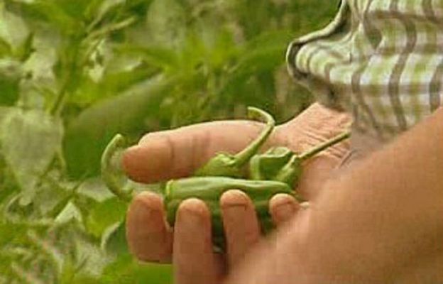 España Directo - Unos pican y otros no