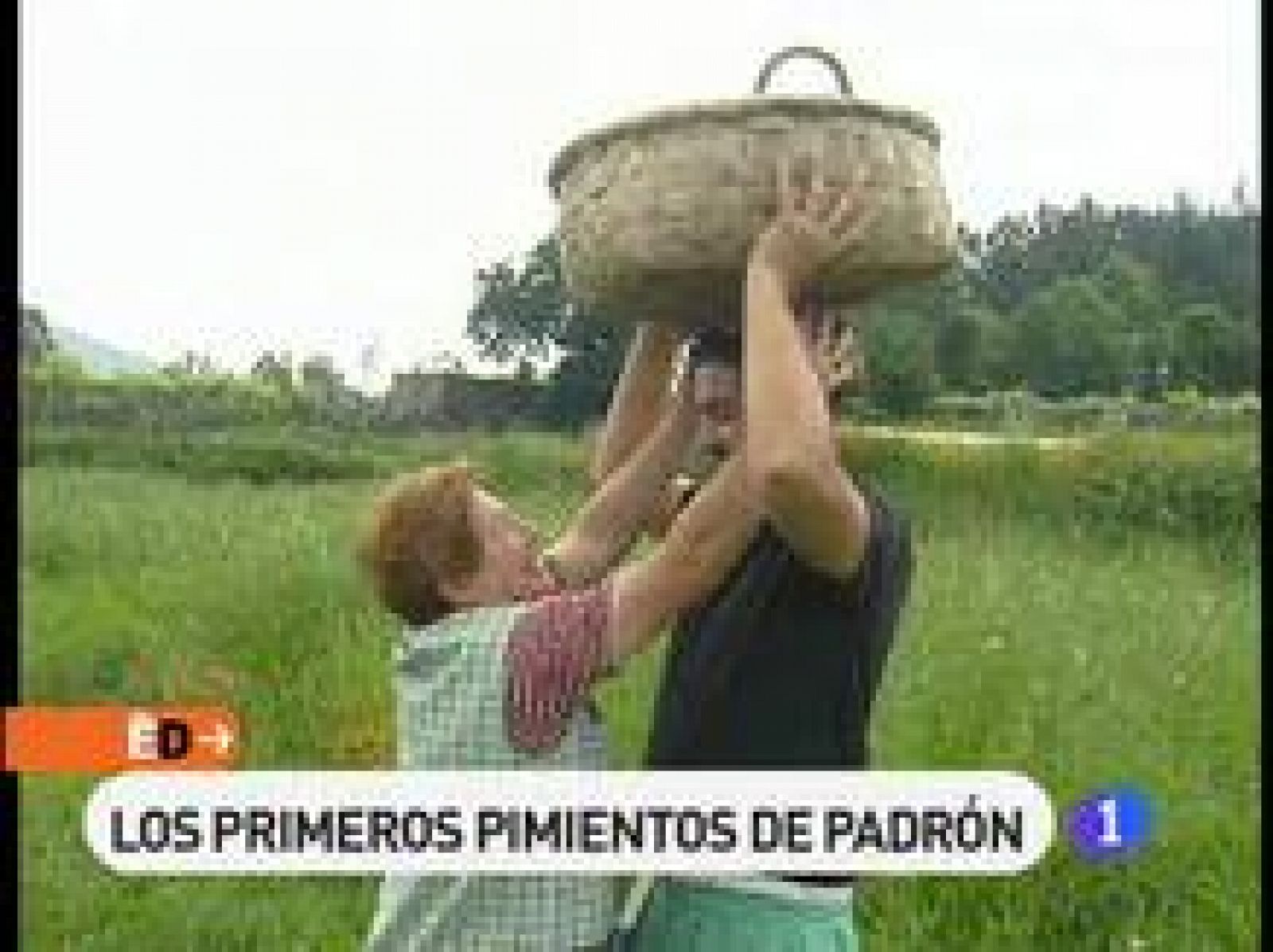 Son los pimientos de  Padrón. Intenso e inconfundible sabor el de estos tradicionales pimientos gallegos cuya cosecha acaba de comenzar y que se extenderá durante los tres próximos meses.  He aquí uno de los tesoros gastronómicos que nos regala el verano. 