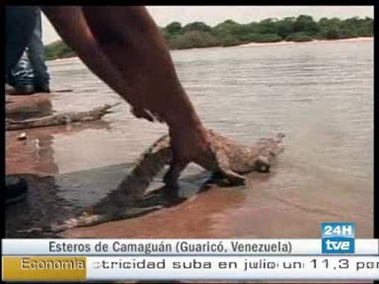 Ciencia y tecnología en Rtve.es - Venezuela recupera caimanes