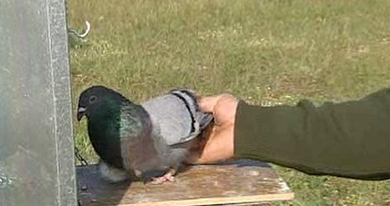  Roban palomos de competición en Barcelona