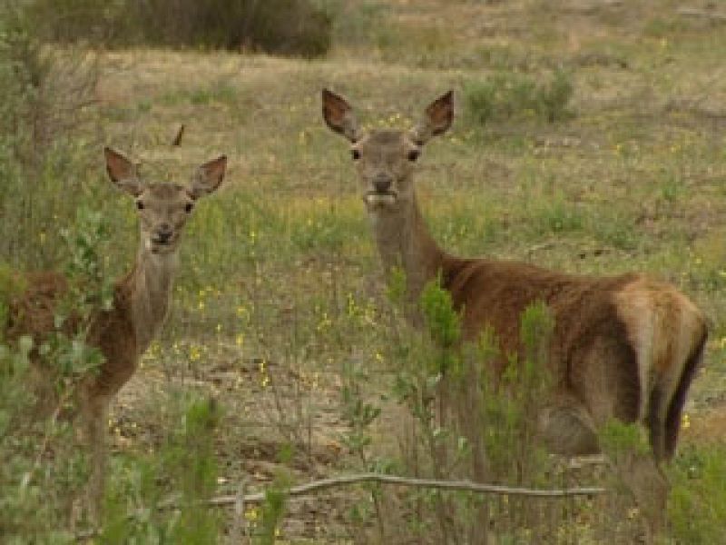 El escarabajo verde - Asedio a Doñana - Ver ahora