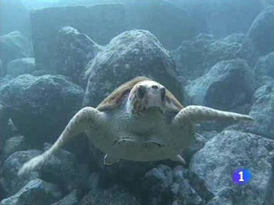Ciencia y tecnología en Rtve.es - Un verano con medusas