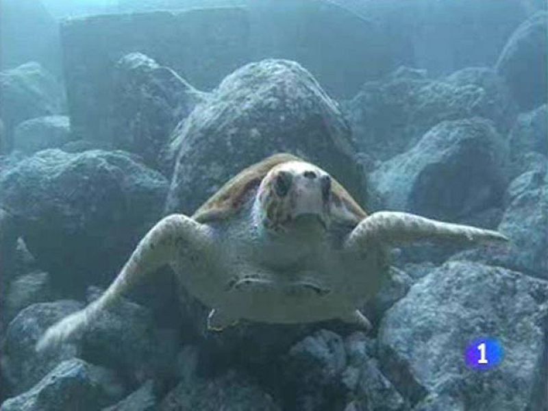  Un verano con medusas