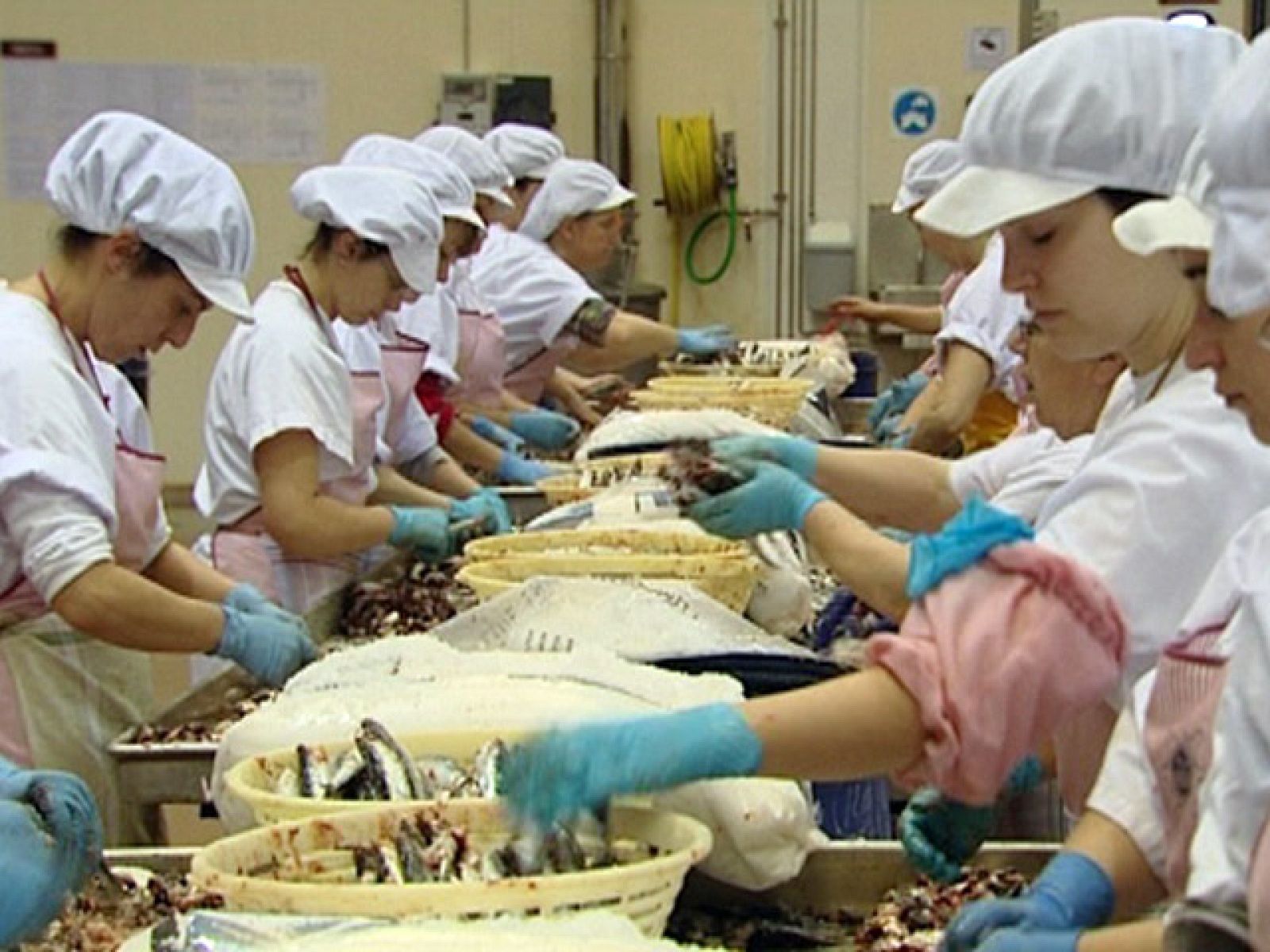 El escarabajo verde (03/06/10): La anchoa a diario