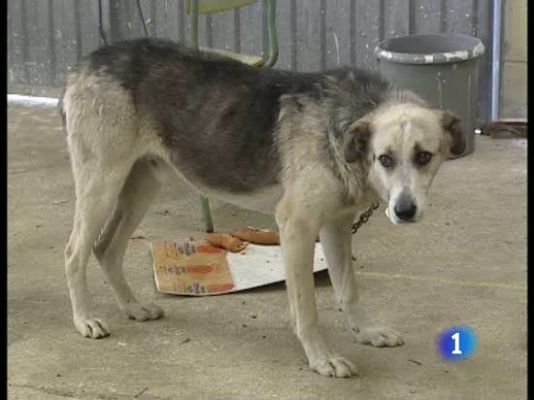 Ataques de perros agresivos