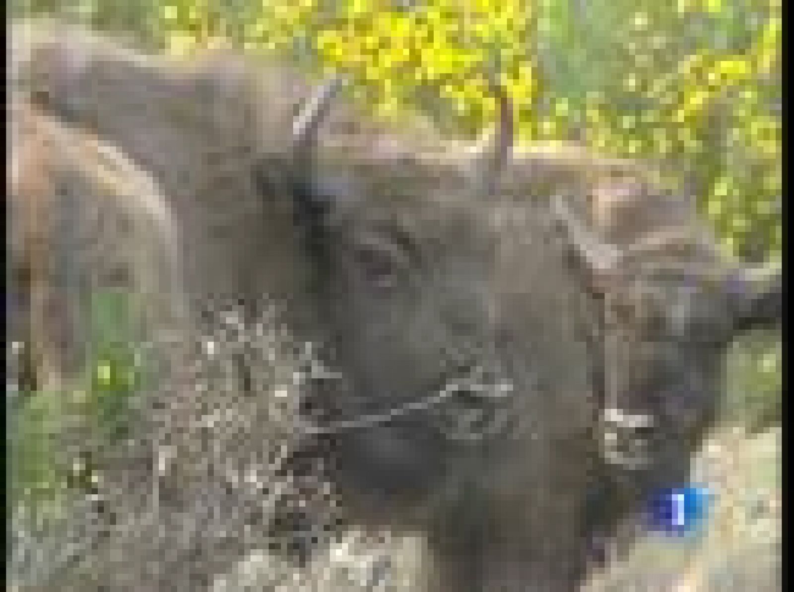 Sin programa: España ya tiene bisontes salvajes | RTVE Play