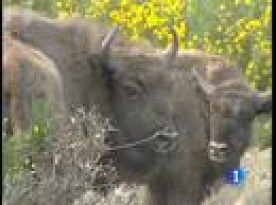 España ya tiene bisontes salvajes