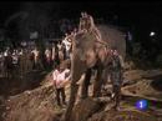  - Rescate de un elefante