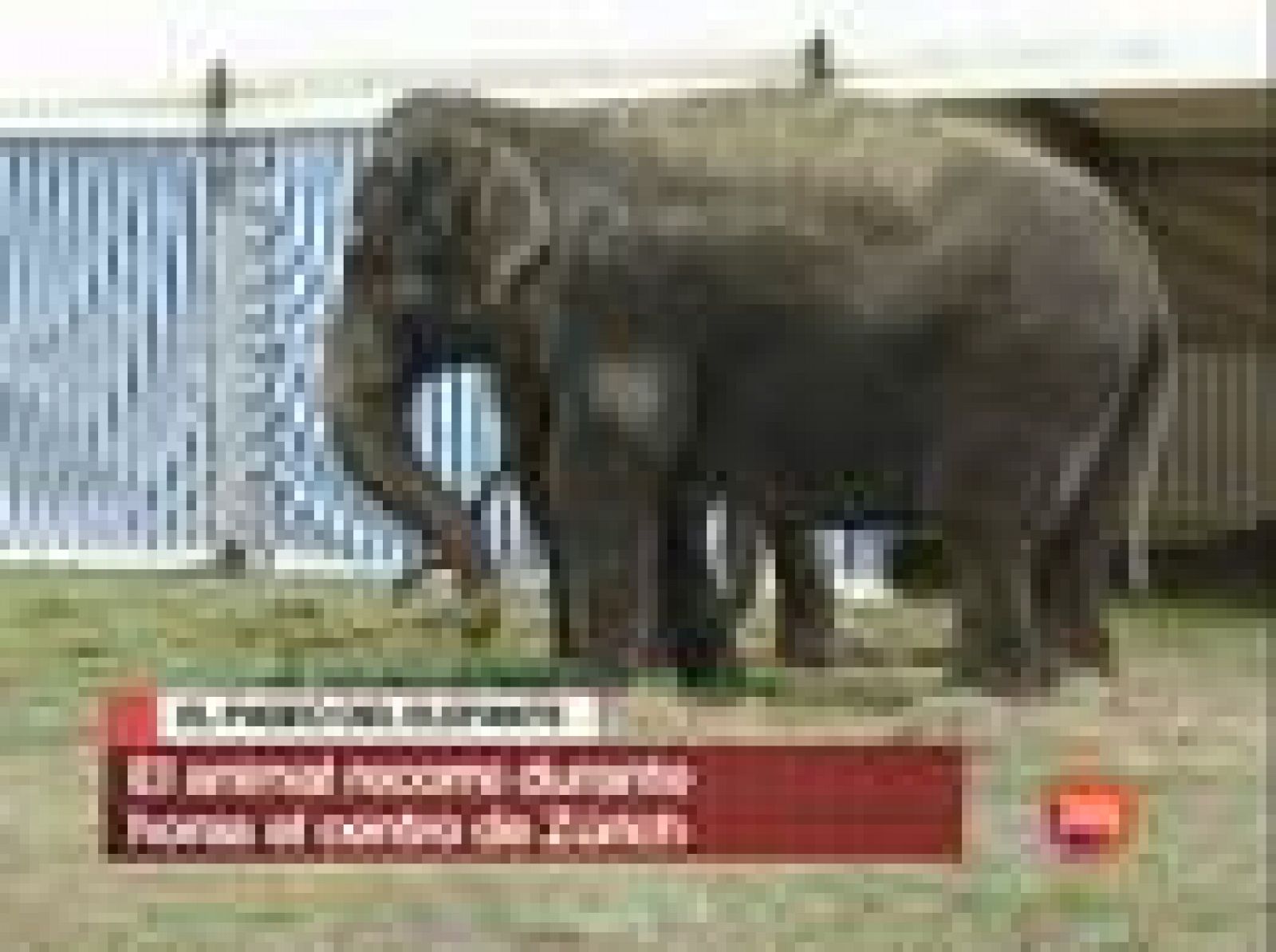 Un elefante se pasea durante algunas horas por el centro de Zúrich tras escaparse del zoo | Ver