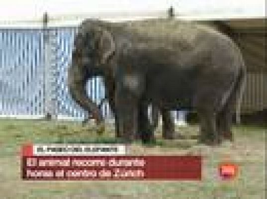 Un elefante en el centro de Zúrich